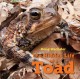 Go to record The hidden life of a toad